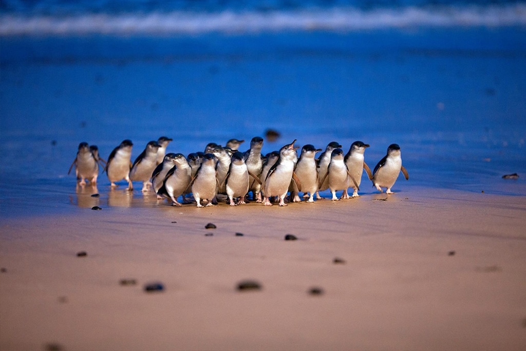 australia-phillip-island-penguin