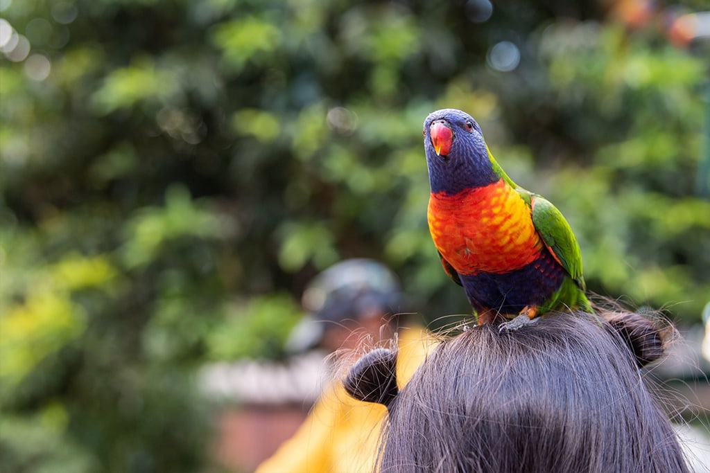 australia-brisbane-currumbin-wildlife-sanctuary