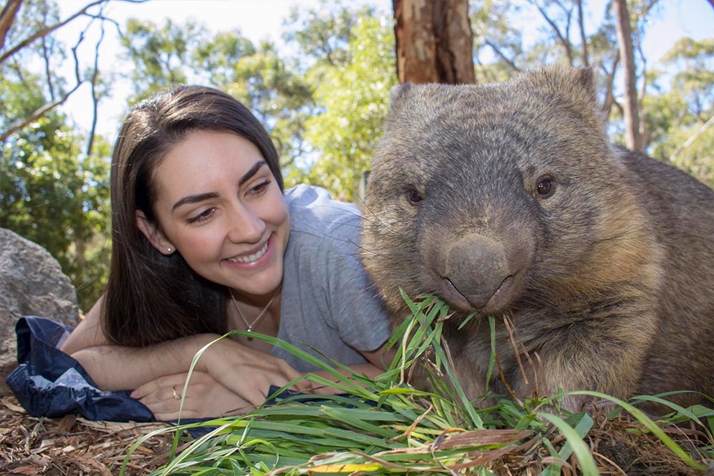 australia-adelaide-cleland-wildlife-park