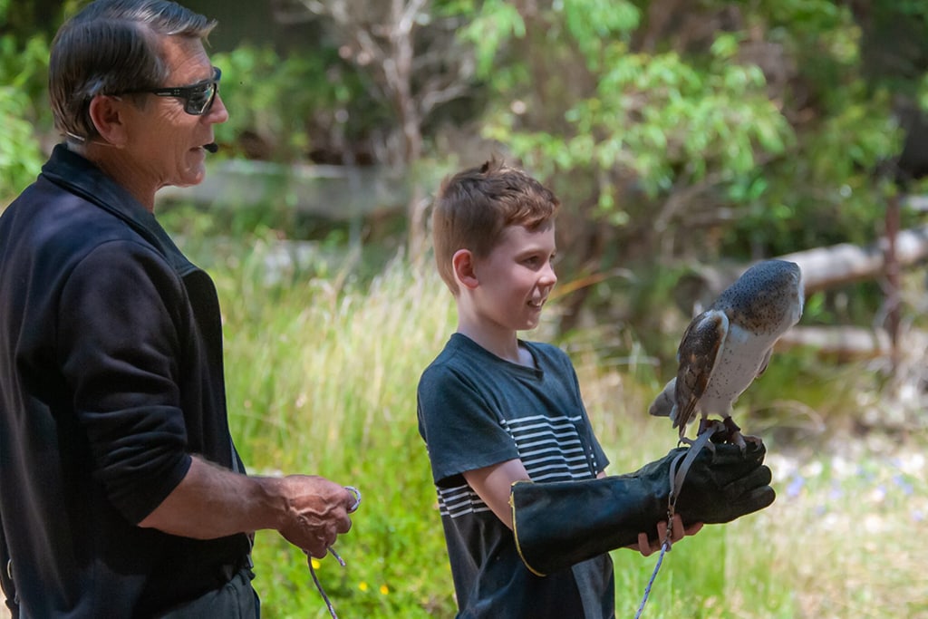 australia-eagles-heritage-wildlife-centre