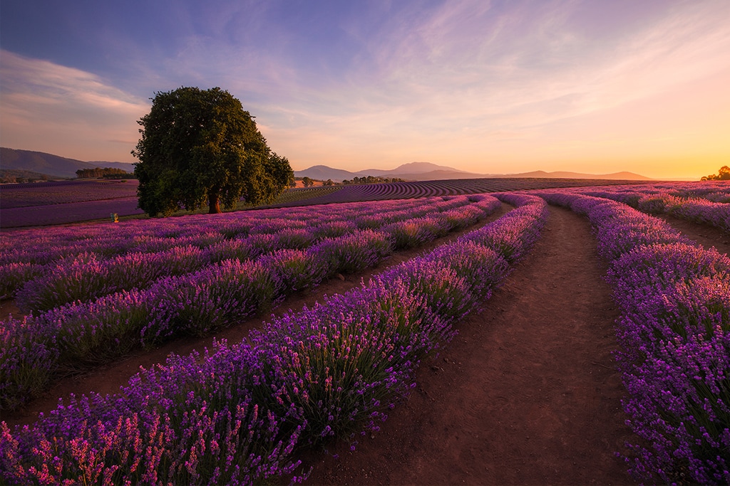 australia-tasmania-bridestowe-lavender-estate