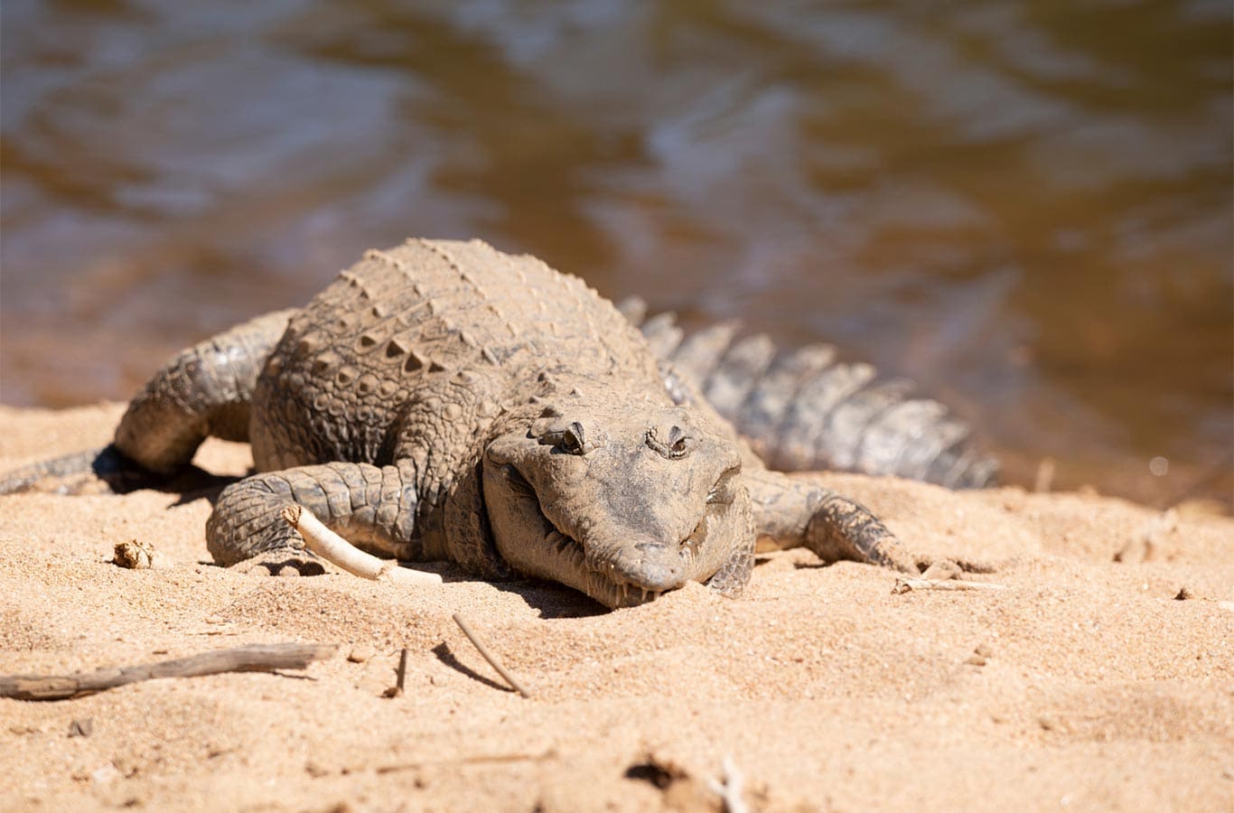 Crocodiles windjana