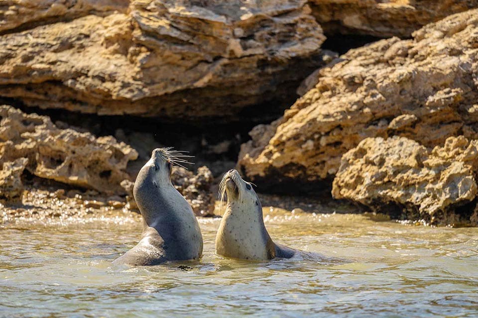 Eyre Peninsula