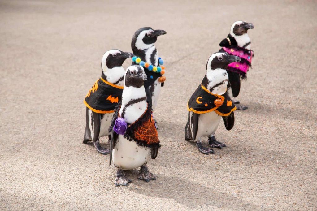Japan Penguins It may be possible to travel to Japan In June this year