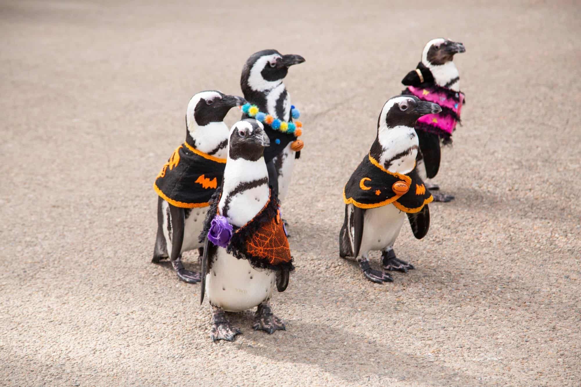 Japan Penguins Japan is ready to welcome you