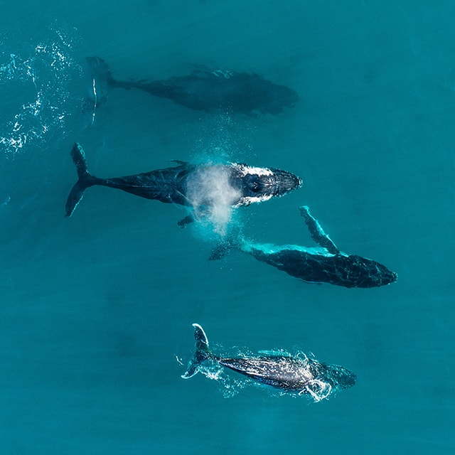 Nature Wildlife whales