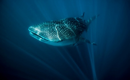 Ningaloo