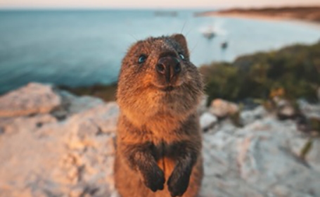 Rottnest Island