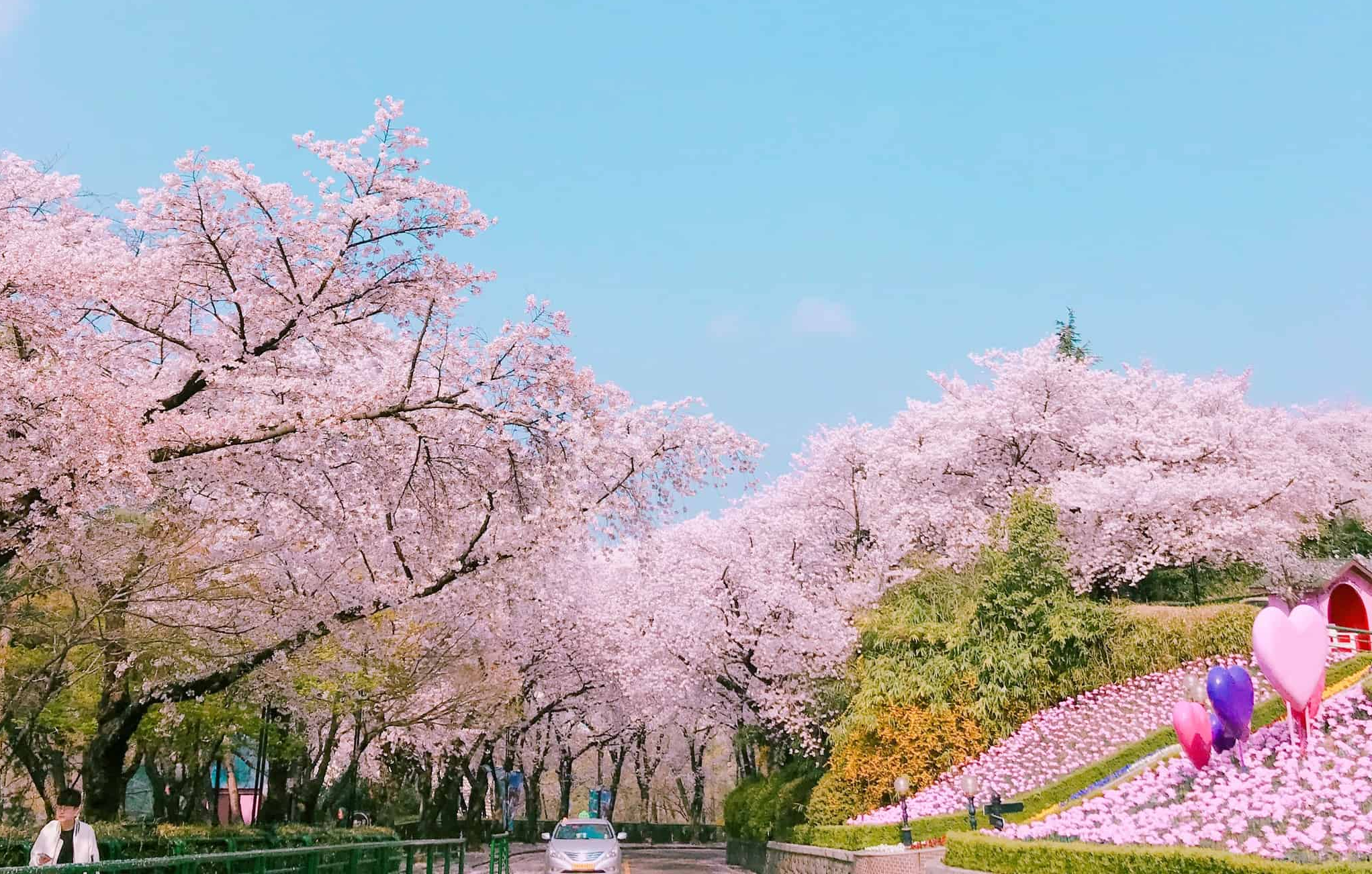 South Korea Pink Trees South Korea cherry blossom season is in March