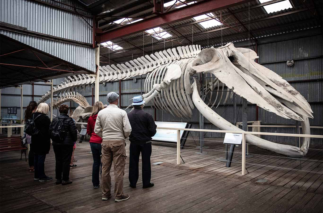 Whale museum Albany