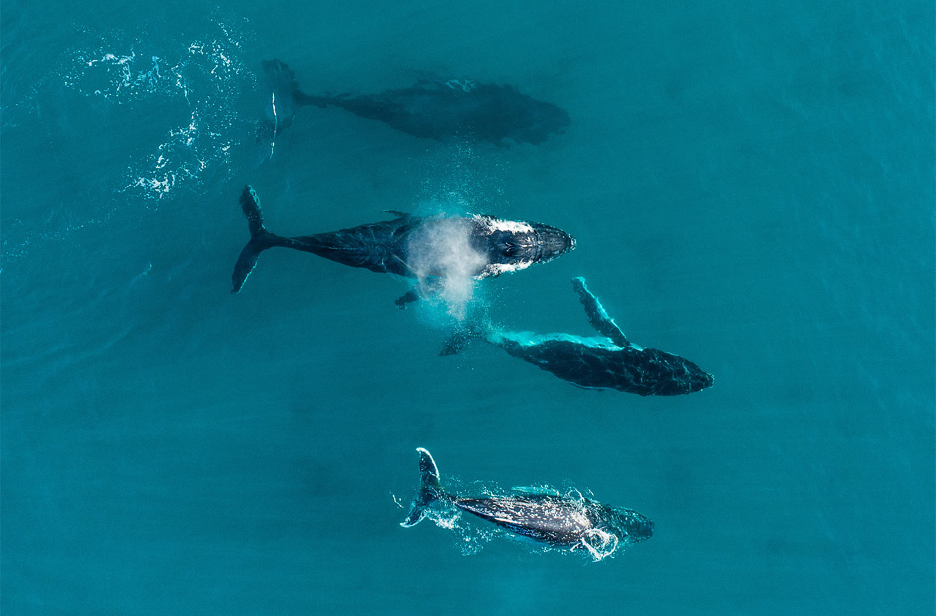 Whale watching dunsborough