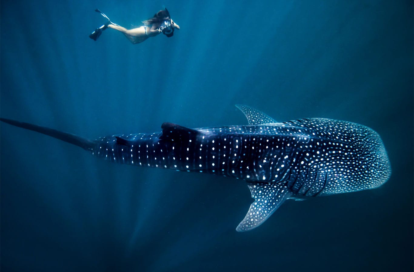 WhaleShark NingalooMarinePark