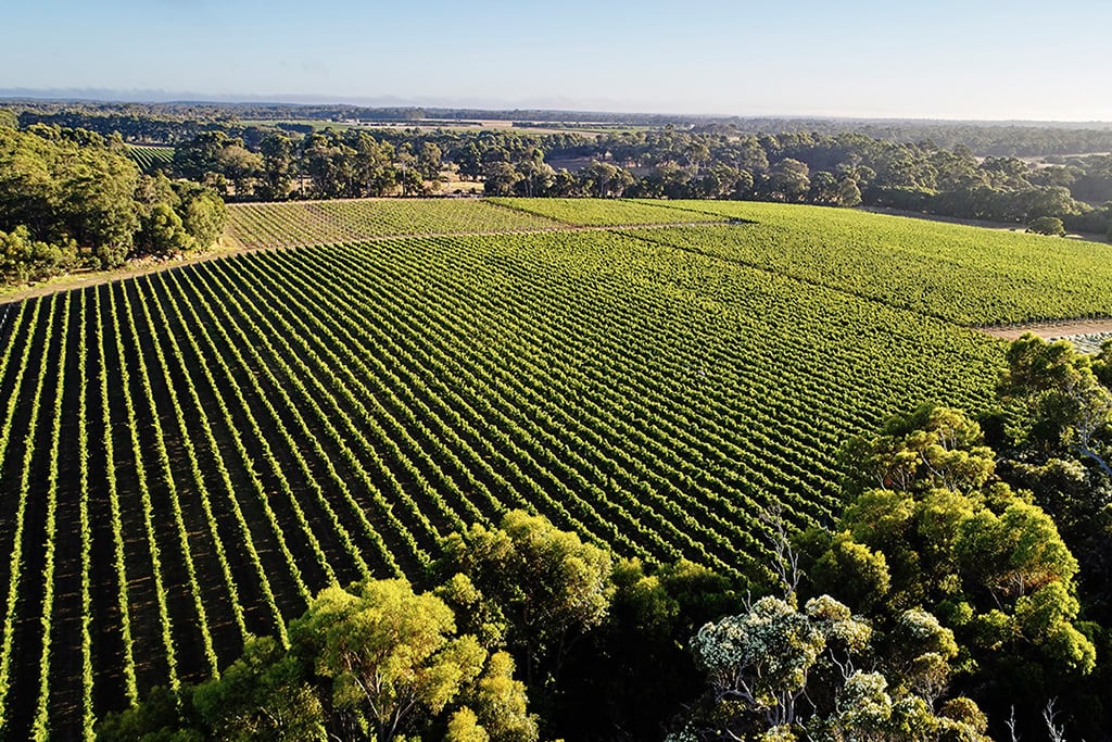australia-western-australia-margaret-river-vineyard