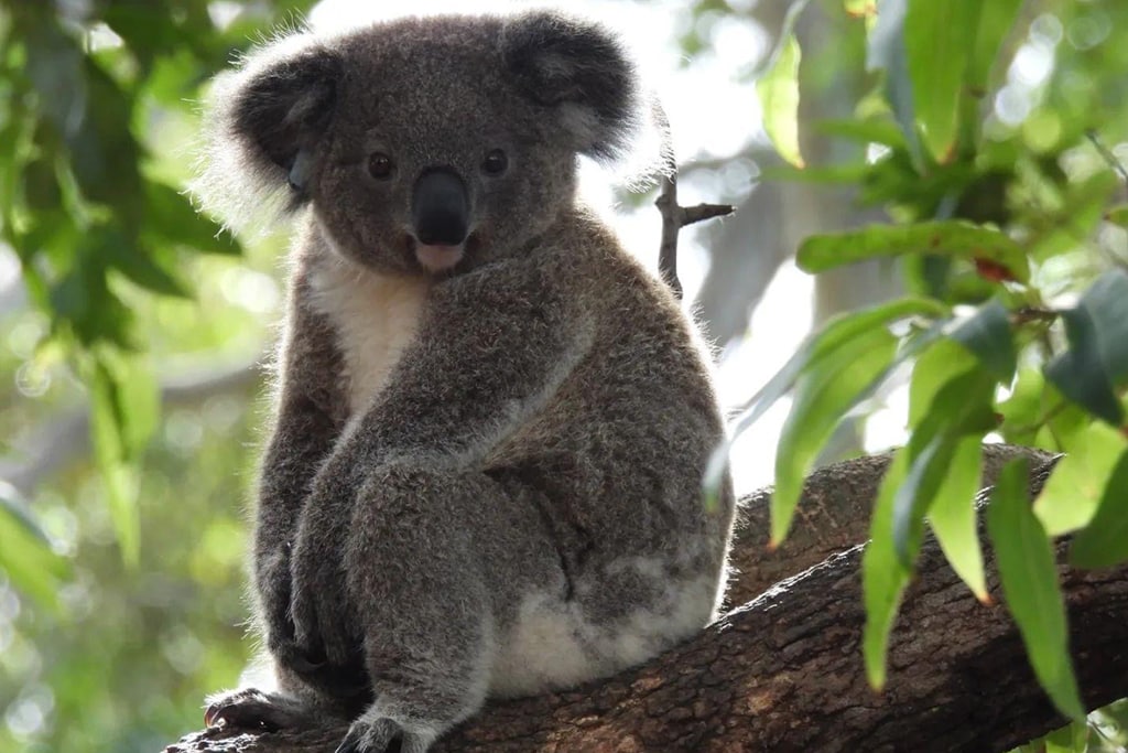 australia 08 new south wales port macquarie koala hospital australia-new-south-wales-port-macquarie-koala-hospital
