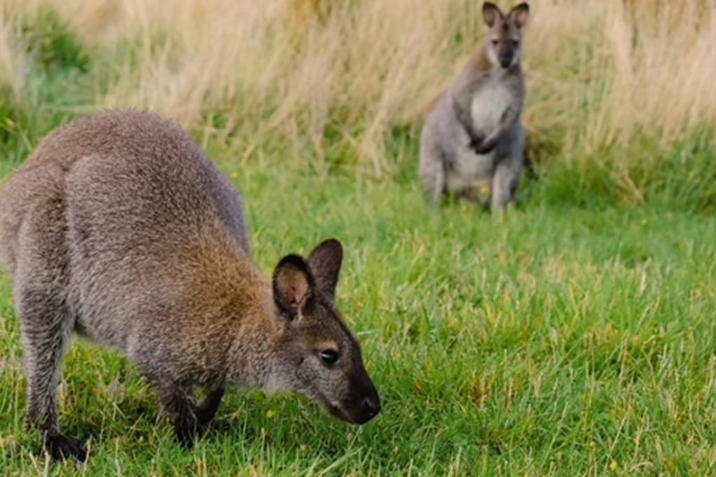 australia-victoria-great-ocean-road-wildlife-wonders