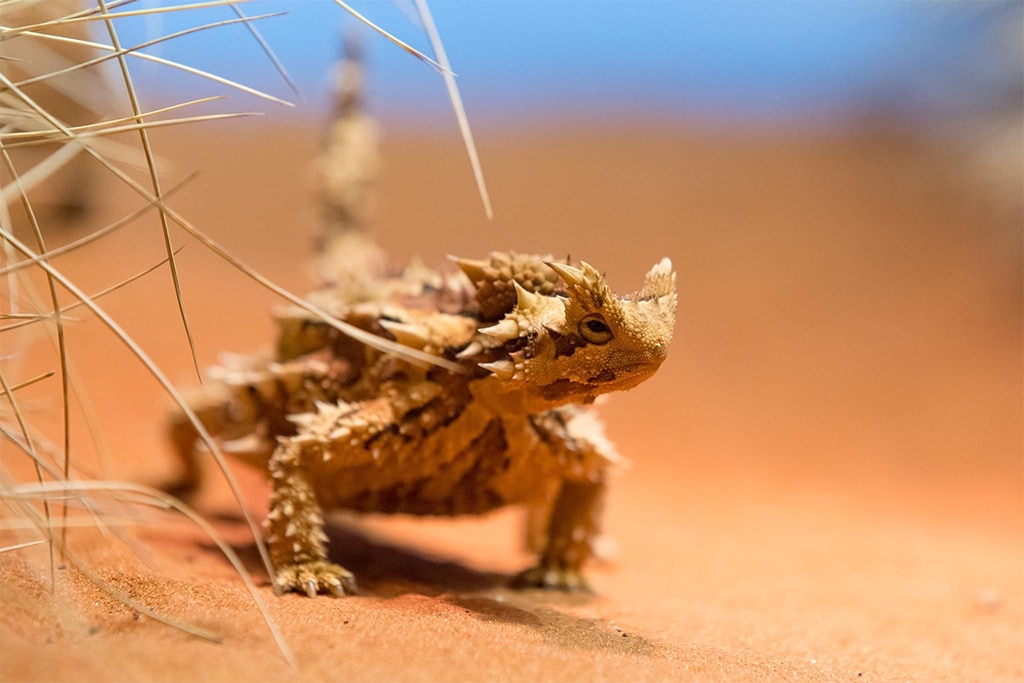 australia-northern-territory-alice-springs-desert-park