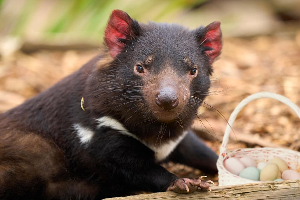 australia-tasmania-bonorong-wildlife-sanctuary-tasmanian-devil