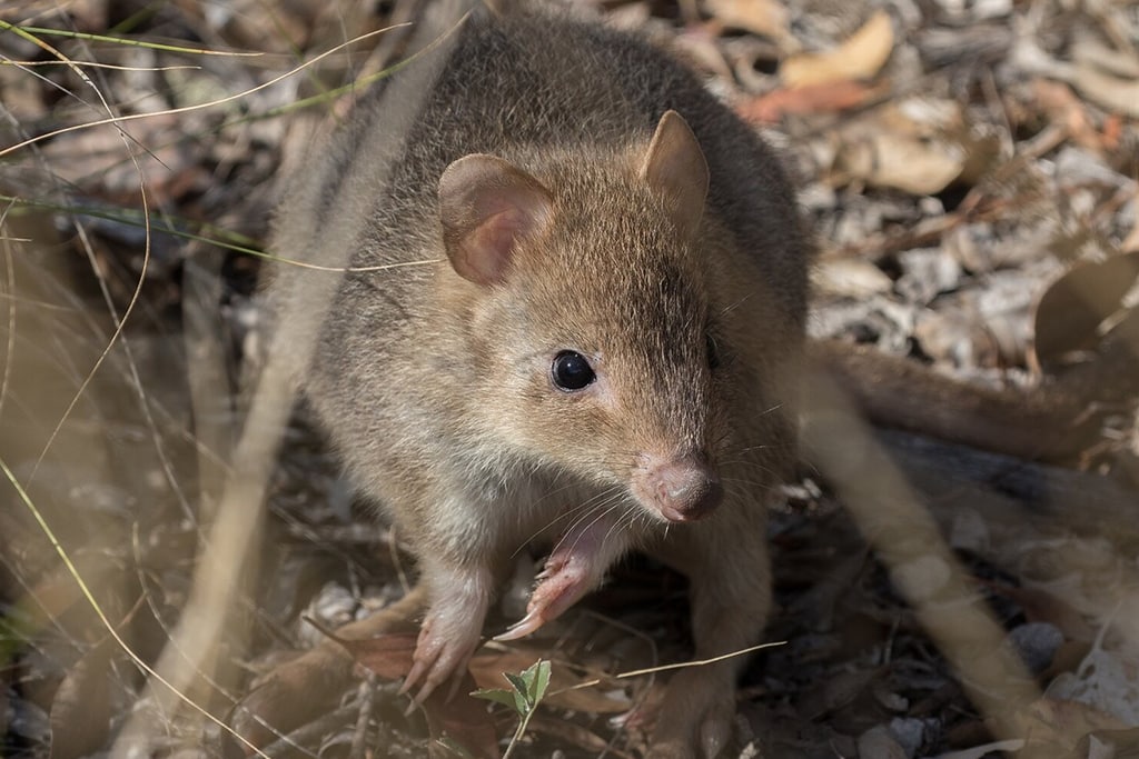 australia-capital-territory-mulligans-flat-woodland-sanctuary-bettongs