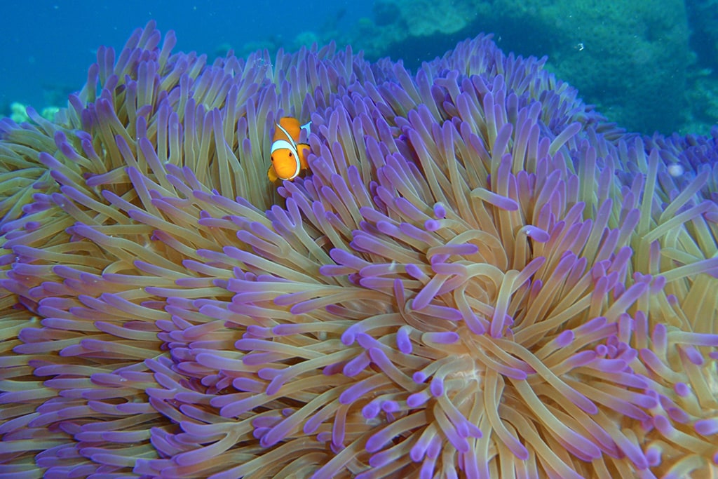 australia-queensland-great-barrier-reef-mackay-reef