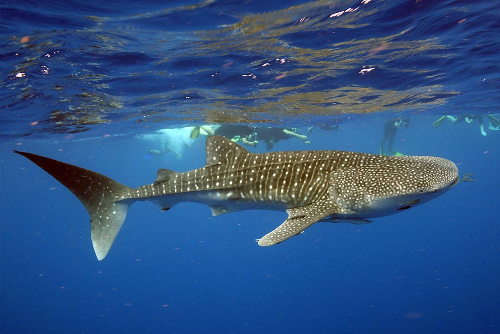 australia-western-australia-ningaloo-reef