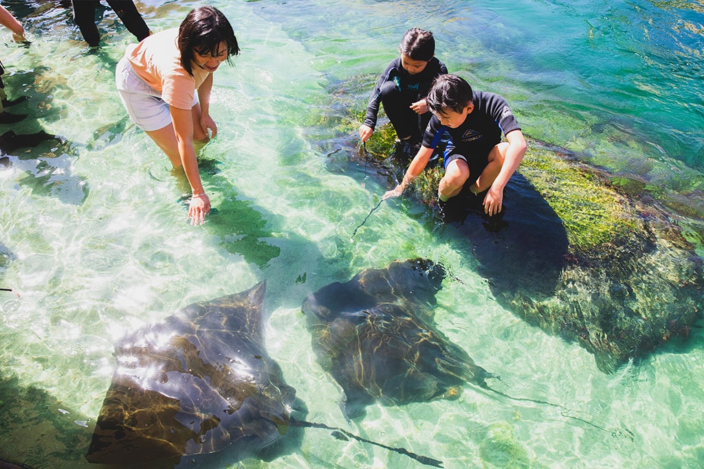 australia-nsw-anna-bay-irukandji-shark-ray-encounters