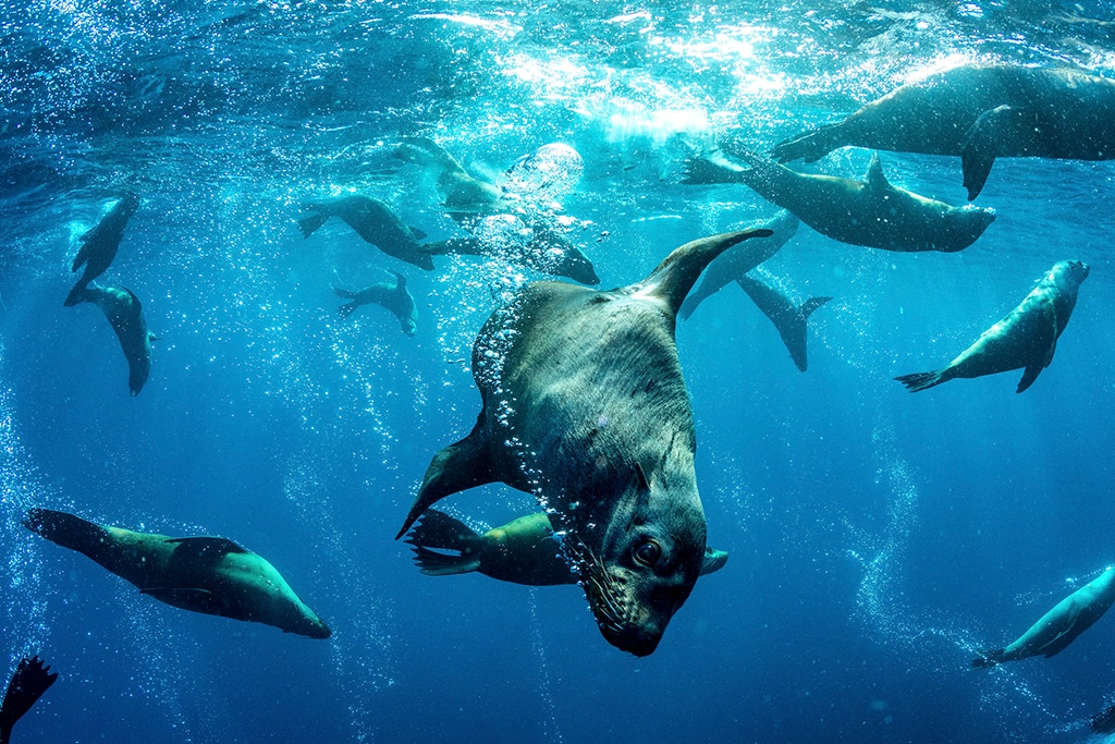 australia-nsw-jervis-bay-seals