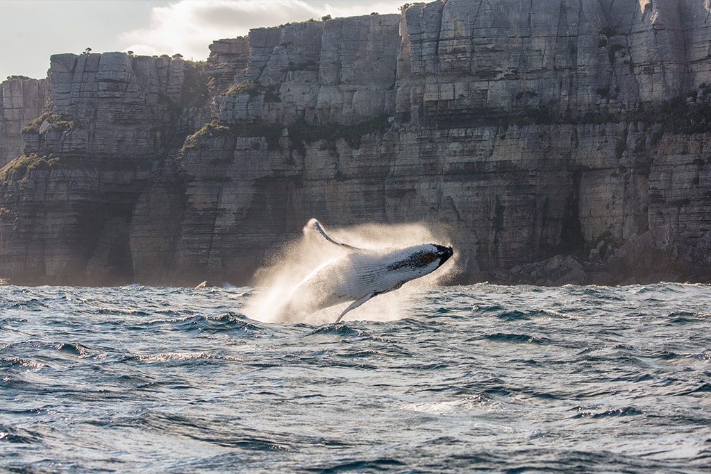 australia-nsw-jervis-bay-whale-watching