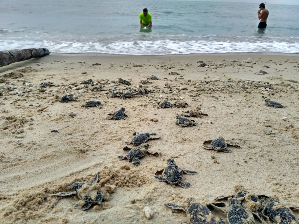 bubbles turtles bubbles-turtles