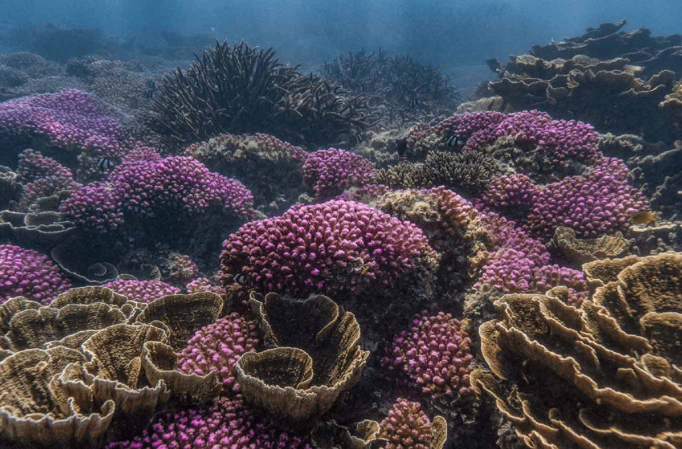coral reef ningaloo