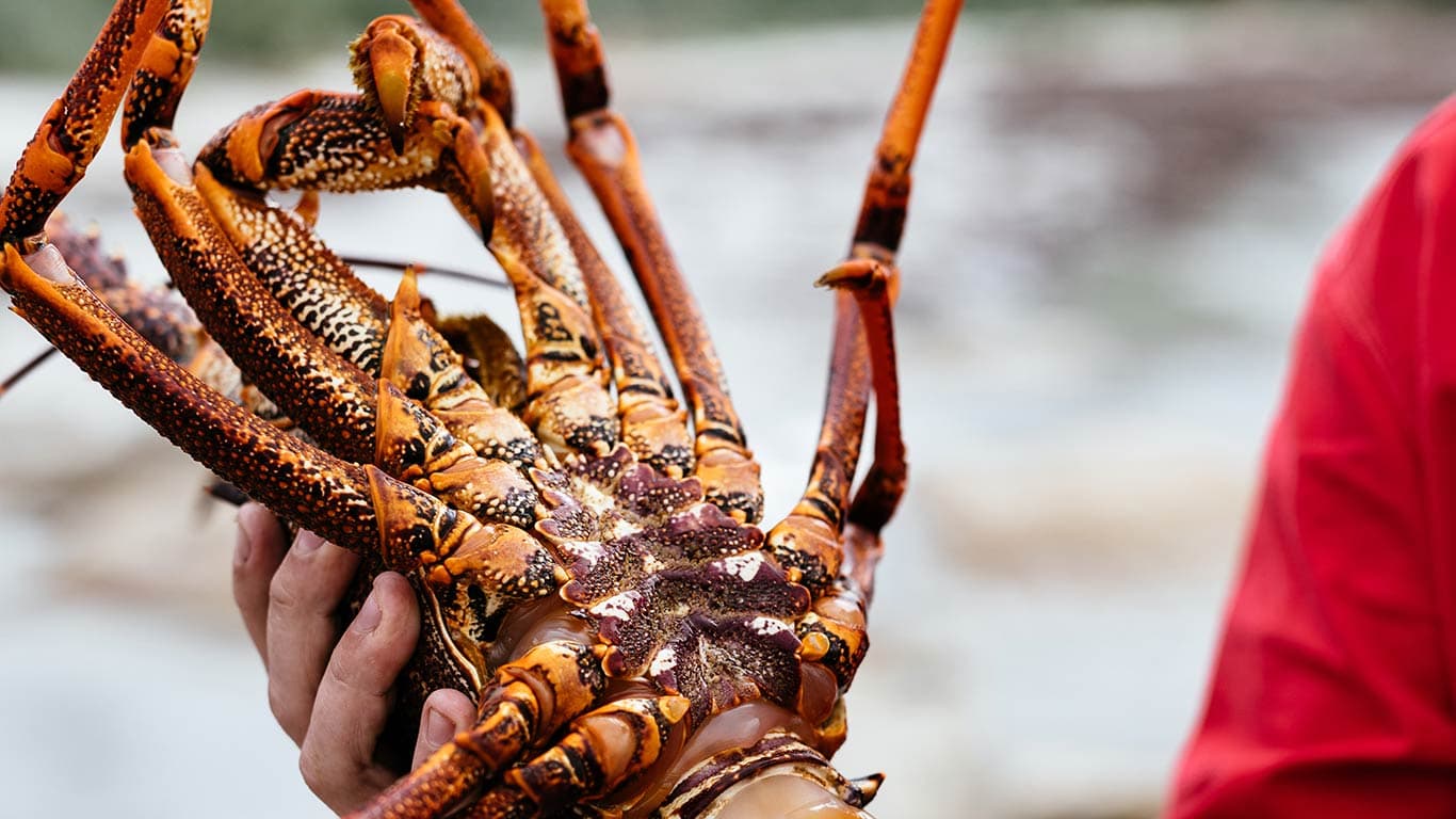 crawfish bruny island