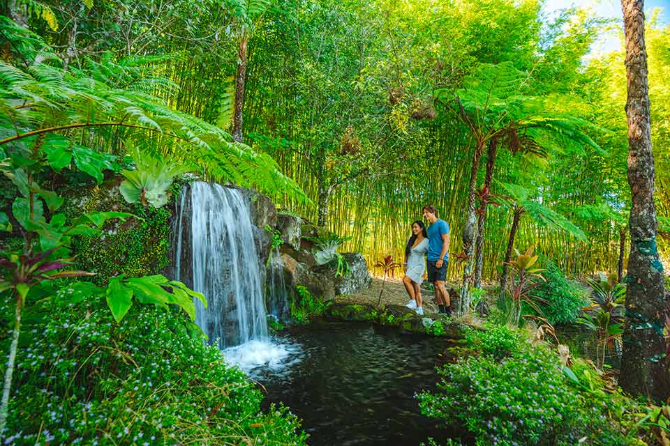 The Daintree Rainforest