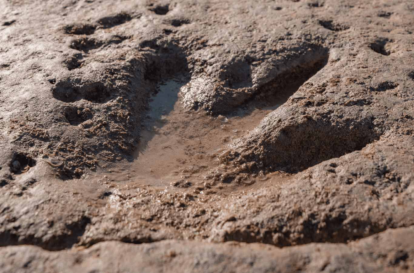 dinosaur footprint reddell