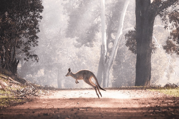 header kangaroo perth 1