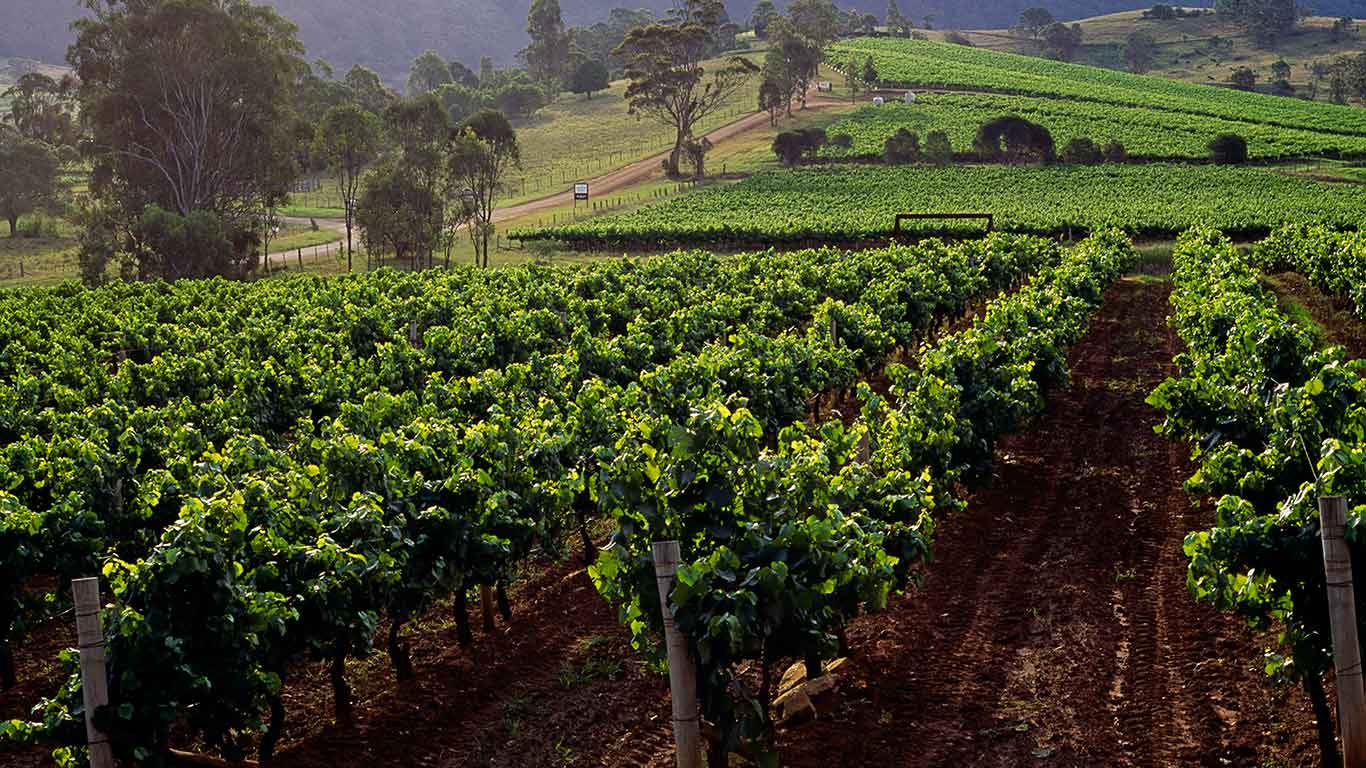 hunter valley vineyard