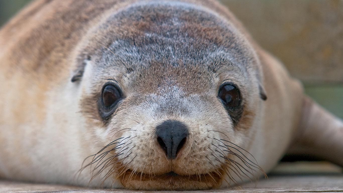 kangaroo island seal