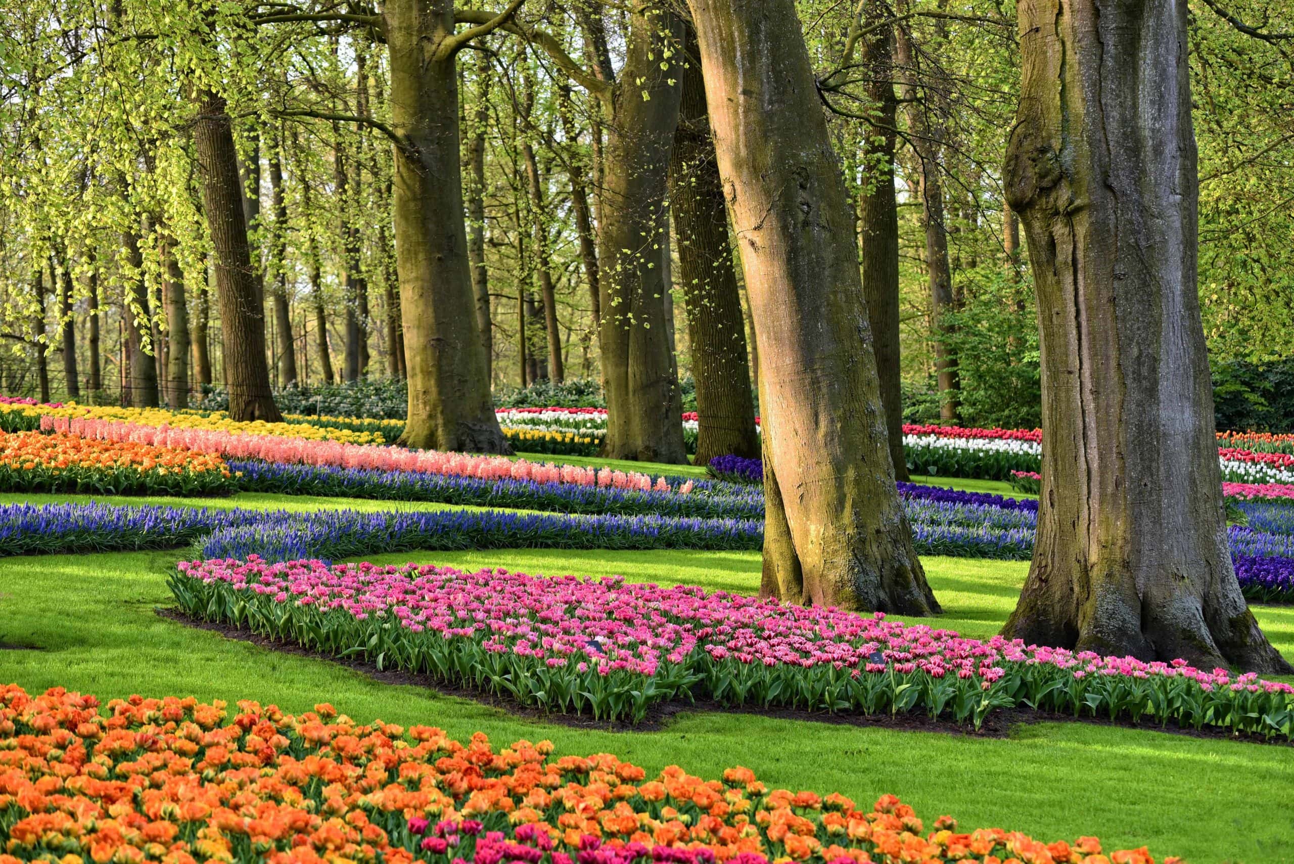 tulip fields