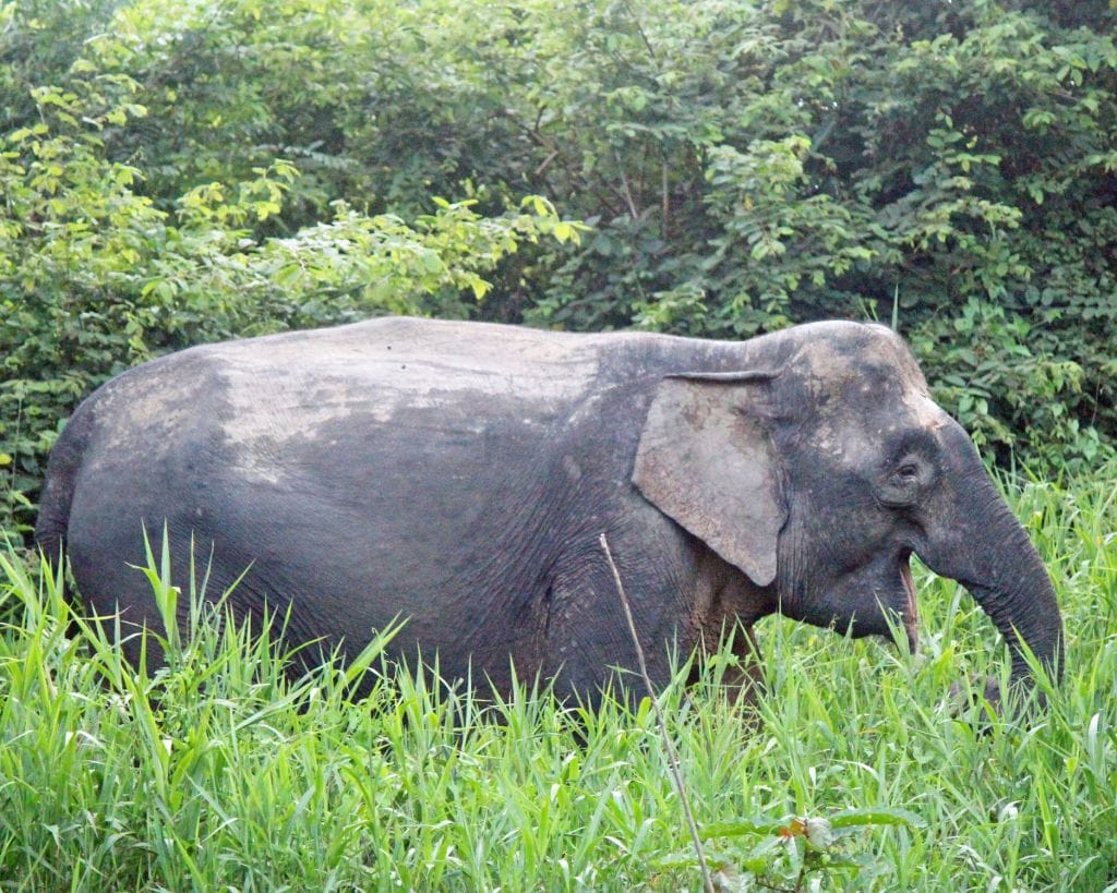 kinabatangan-river