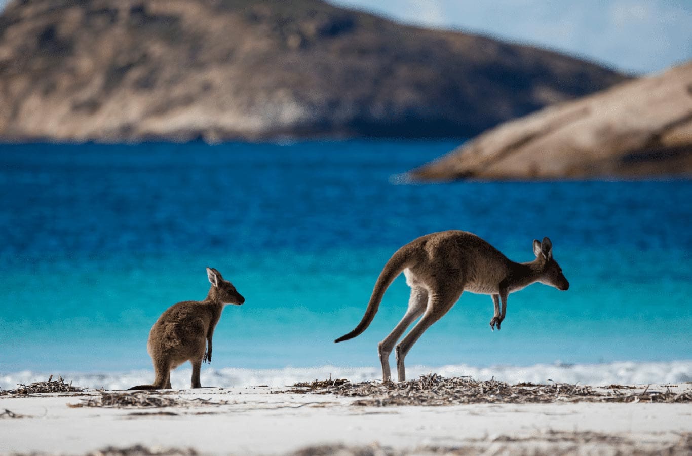 lucky bay kangaroo 1