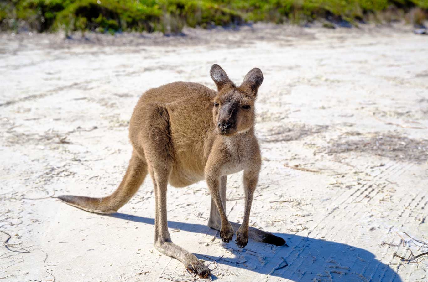 lucky bay kangaroo