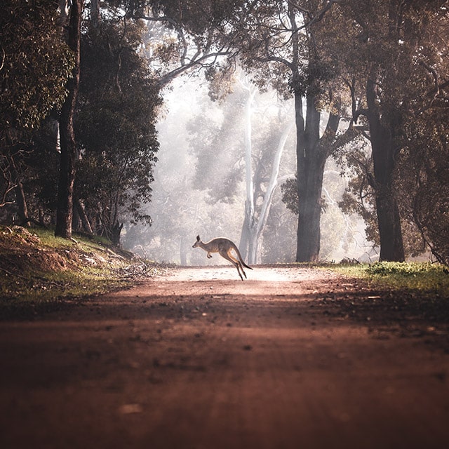 nature wildlife kangaroo