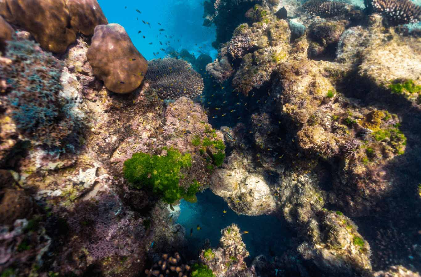ningaloo reef coral