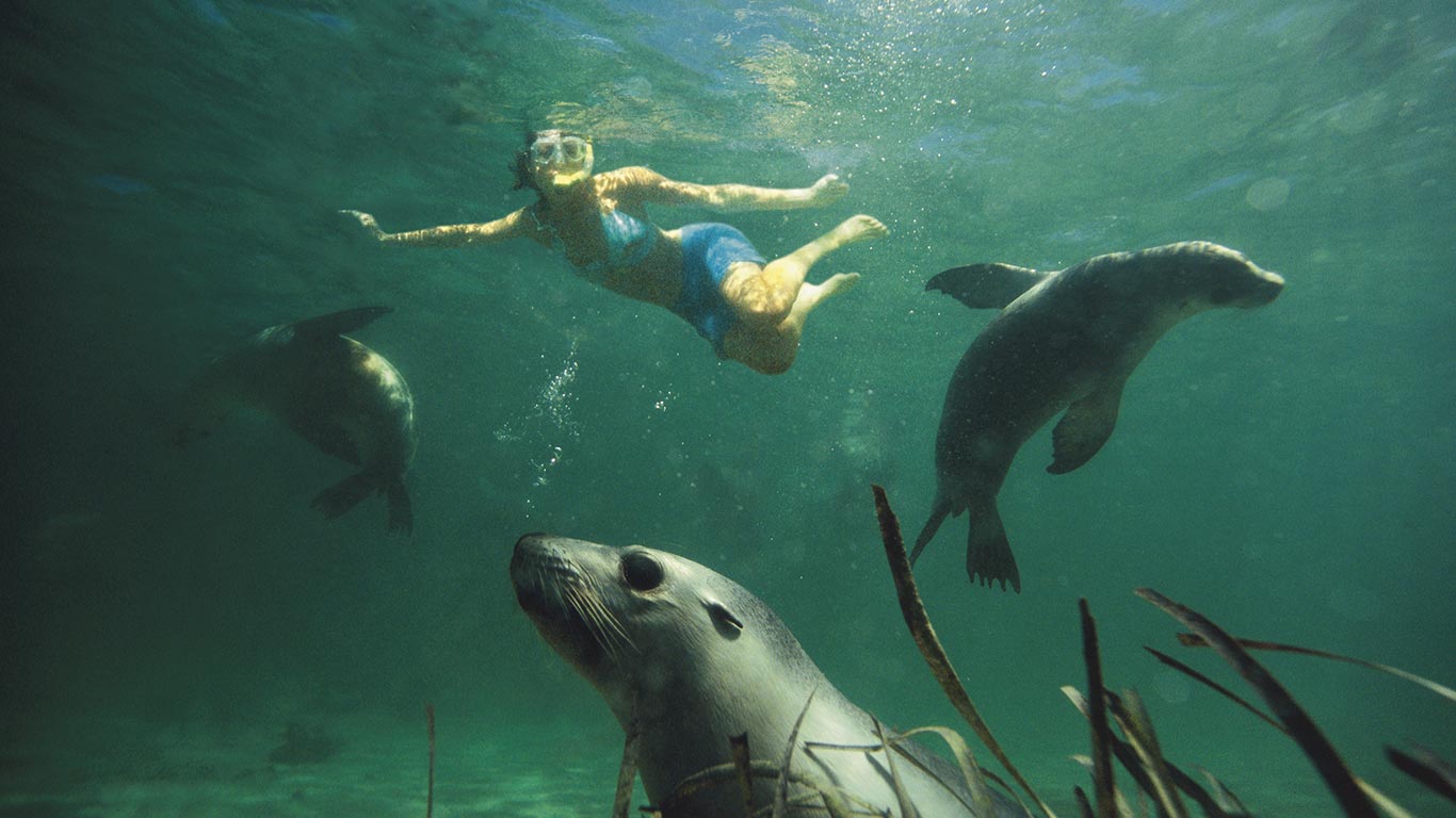 seal-swim-eyre-peninsula seal swim eyre peninsula