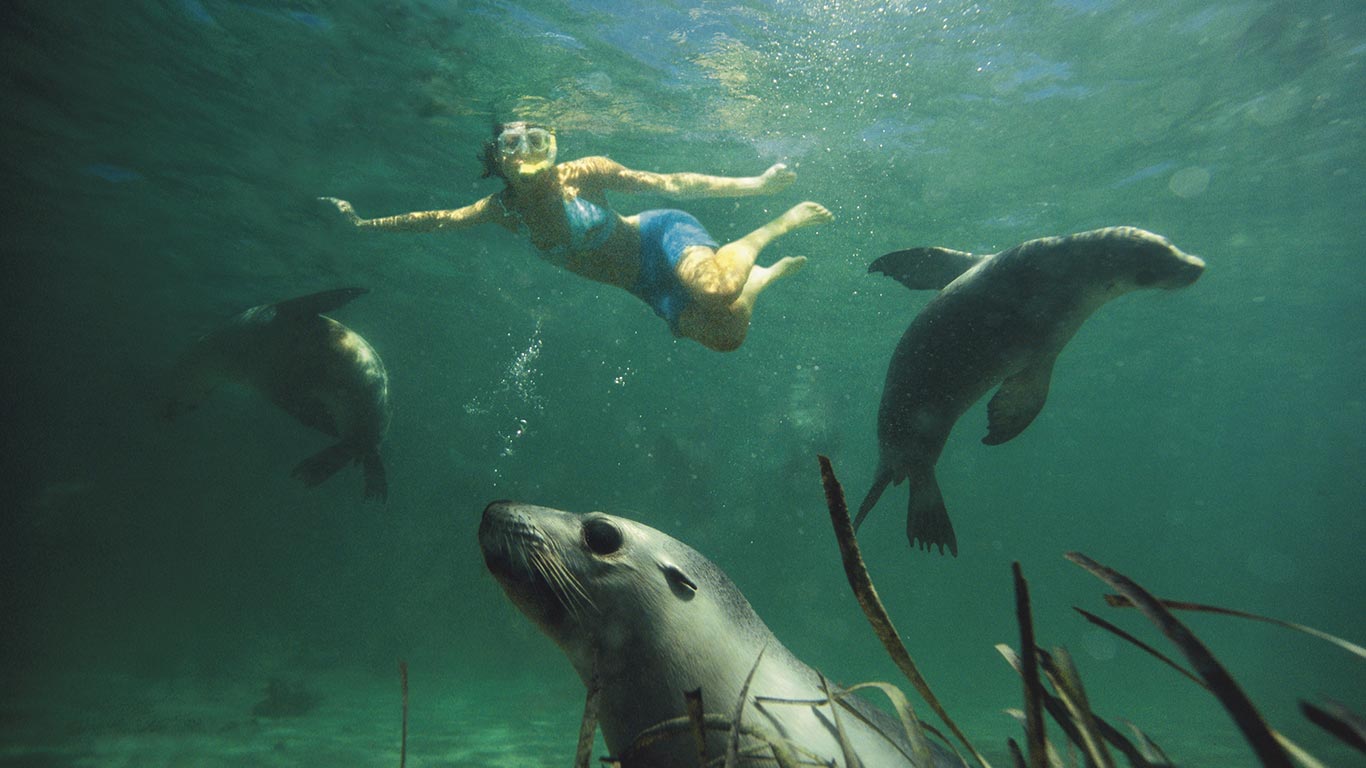 seal swim eyre peninsula