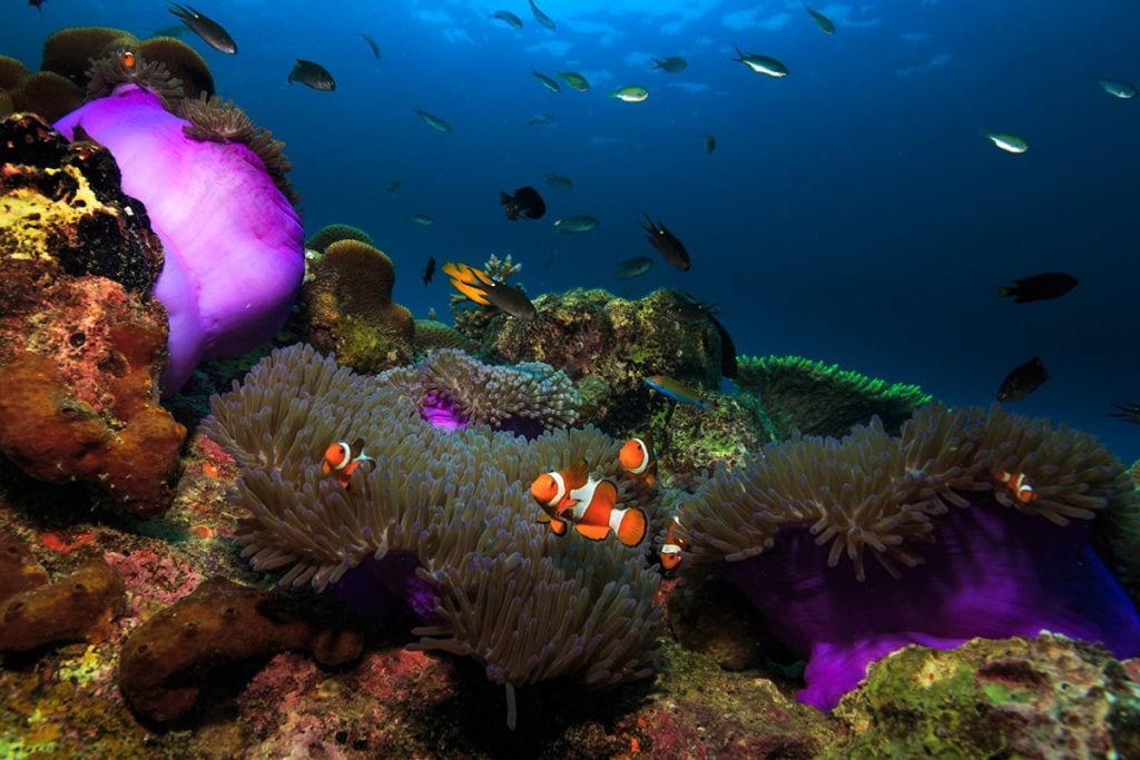 tioman coral reefs tioman.org tioman island