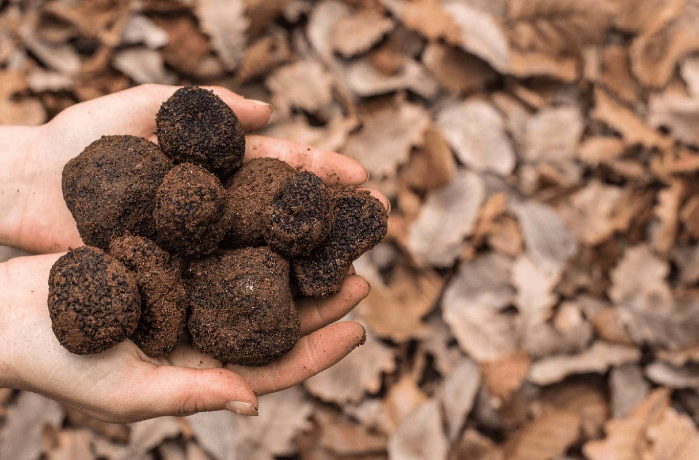 truffles manjimup