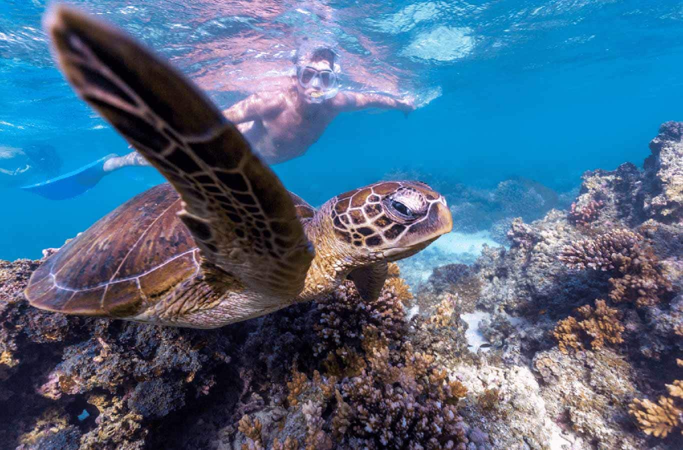 turquoise bay turtle