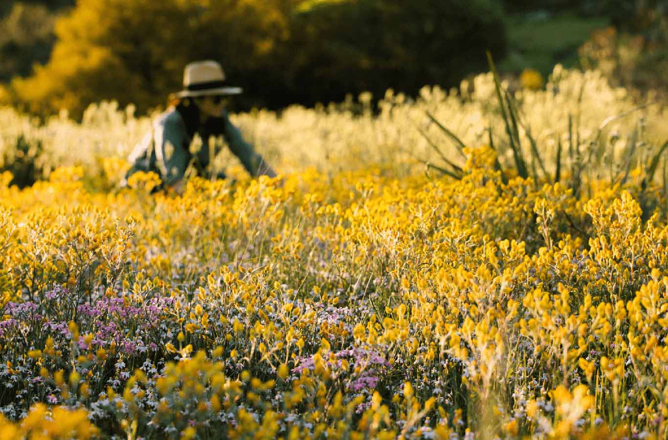 wildflower wheatbelt