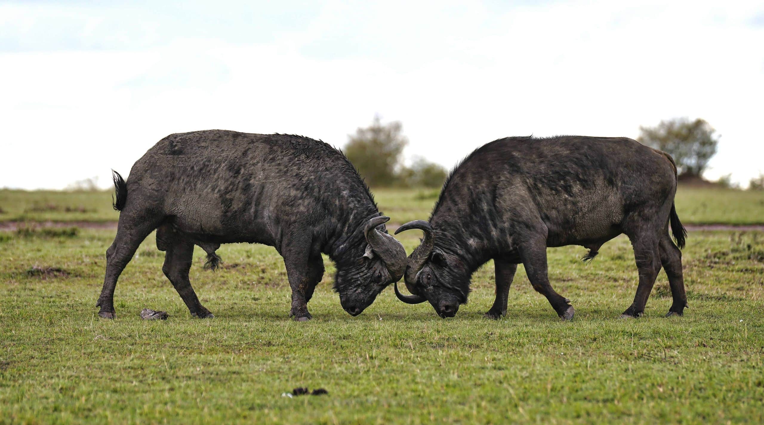 Wildlife Park Buffalo