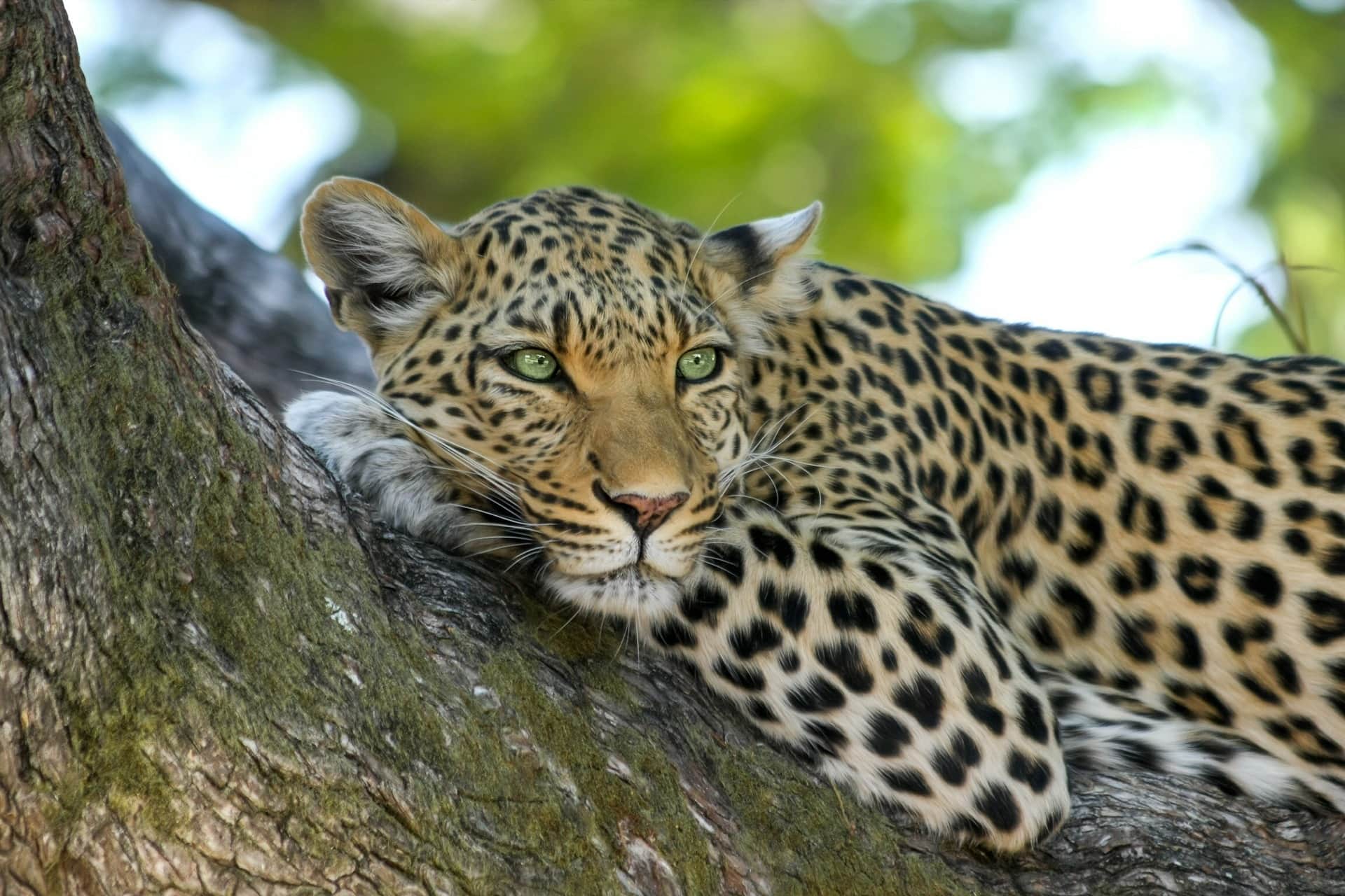 Wildlife Park Leopard