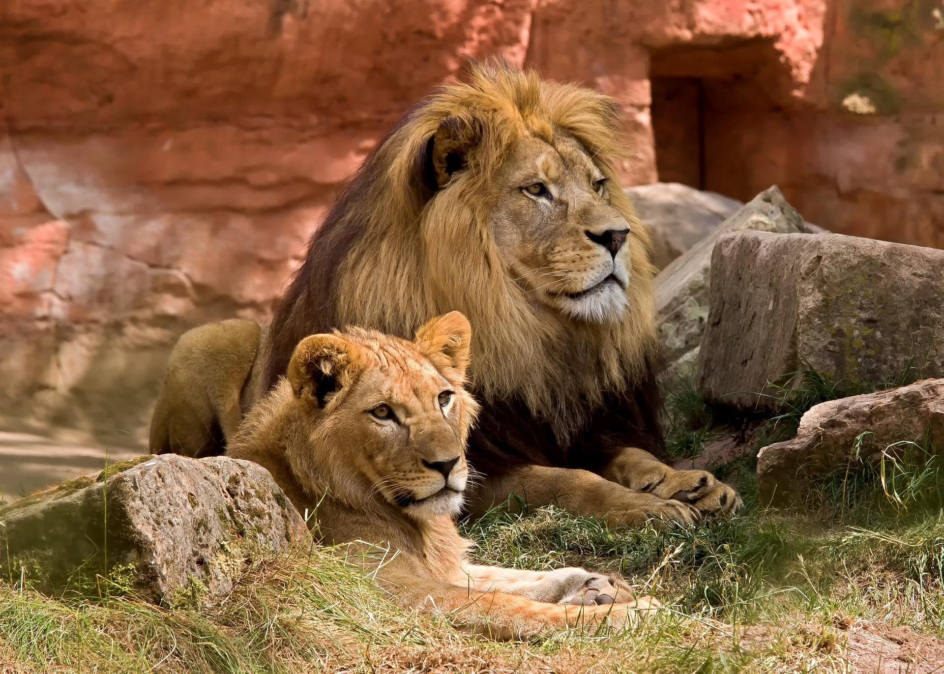 Wildlife Park Lion